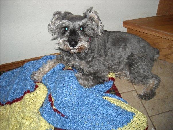 URGENT! MINIATURE SCHNAUZER LOST!